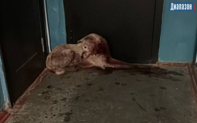 Живодер порезал собаку ножом в Актобе