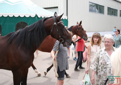 Кумыс, спорт и туризм: в Татарстане готовят программу по развитию коневодства
