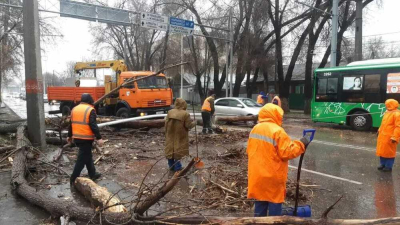 Ураган в Алматы: сколько деревьев упало на автомобили