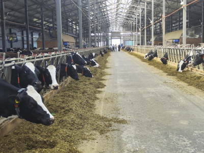 Регионы УрФО потратят 45 млрд на реализацию проектов АПК: куда пойдут деньги