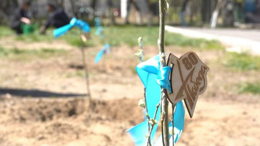 Деревья высадили в честь Дня Победы в Павлодаре
