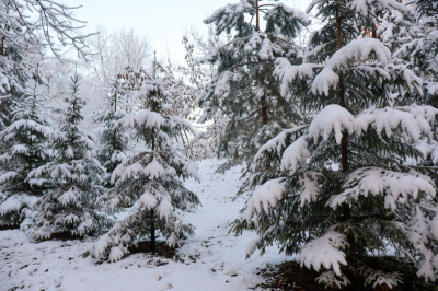 В выходные Камчатку накроют метели с ураганным ветром