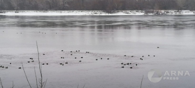 Семейчанка предложила развивать природные зоны на Иртыше, где гнездятся утки