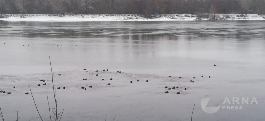 Семейчанка предложила развивать природные зоны на Иртыше, где гнездятся утки