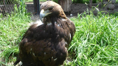 &quot;Начинает рваться в бой&quot;: в Усть-Каменогорске самка беркута &quot;недолюбливает&quot; мужчин