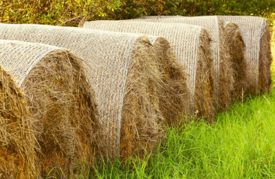 Казахстанские регионы успешно справляются с планом кормозаготовки