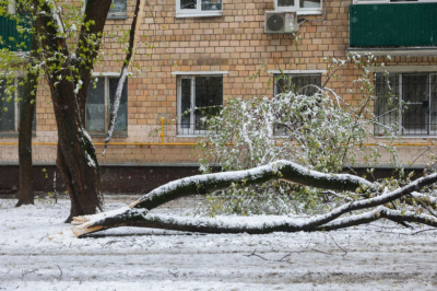 В Калининграде после шторма упало несколько деревьев