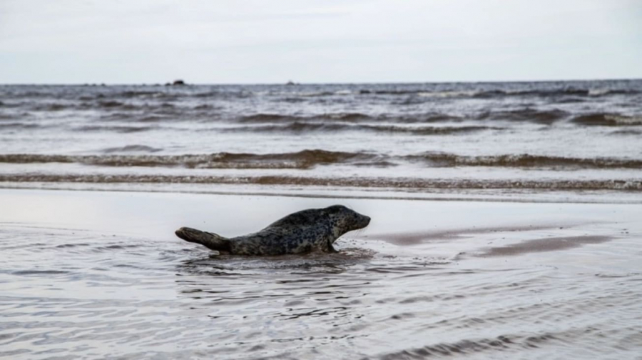 Белоиван: нефтяная плёнка на льду мешает тюленям узнавать детёнышей