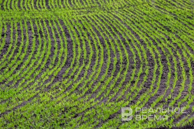 В Альметьевском районе засеяли 11,8 тысяч гектаров зерновых культур