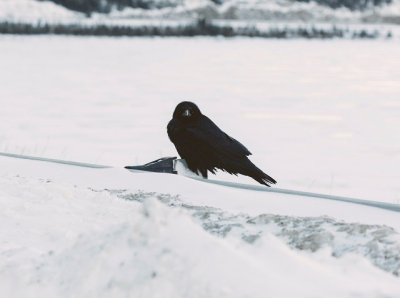 В Татарстане заметили первых грачей-разведчиков