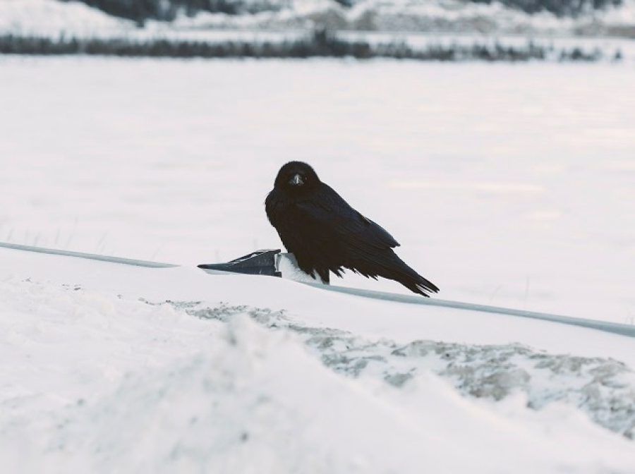 В Татарстане заметили первых грачей-разведчиков