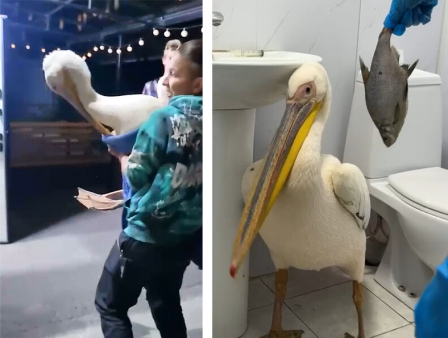 Что делать с пеликаном?