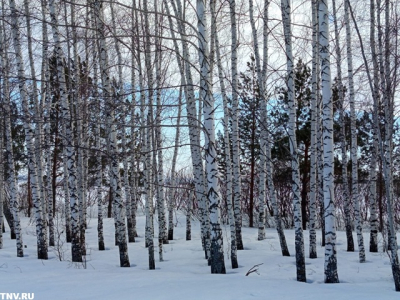 Снег тает по 4 см в сутки: в Татарстане началось похолодание, но проснулись змеи