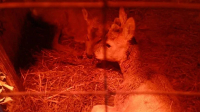 В Кайбицком районе спасли двух косуль, провалившихся под лед