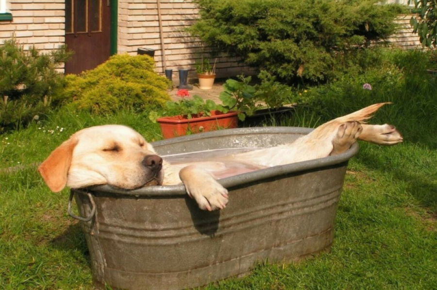 Сильная жара сохранится в Кызылординской области