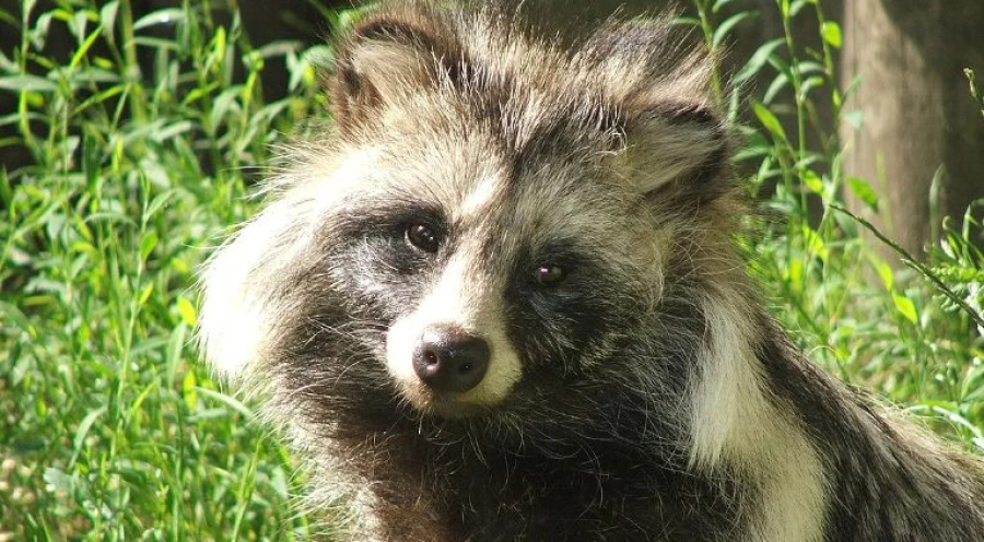 В Цинциннати енот пробил дыру в крыше и поселился на кухне у женщины