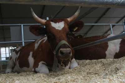 Татарстану не грозит забой скота из-за инфекции, у аграриев проблемы поважнее