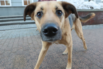 В&nbsp;Татарстане создали спецрежим для бездомных животных &ndash; он&nbsp;разрешает умерщвление в&nbsp;экстренных ситуациях