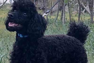 В Атырау пропала собака-терапевт «Маленькой страны»: нужны добровольцы для поисков