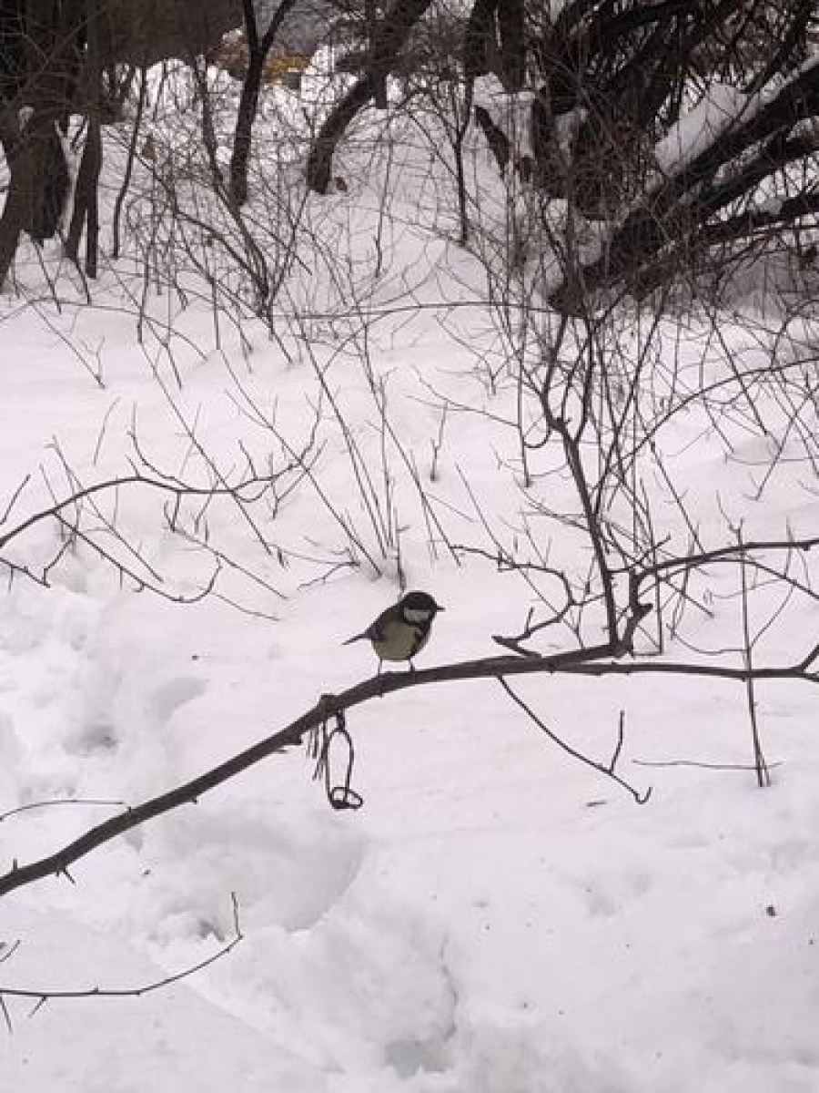 Когда в Москве снег растает
