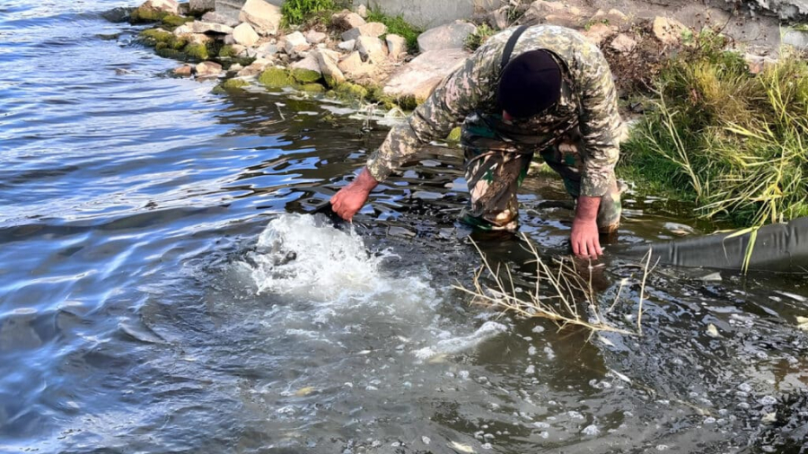 В реку Есиль Астаны выпустят полмиллиона карпов и амуров