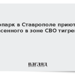 Зоопарк в Ставрополе приютил спасенного в зоне СВО тигренка