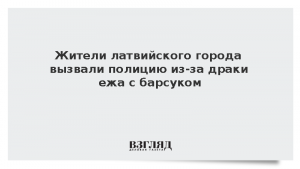 Жители латвийского города вызвали полицию из-за драки ежа с барсуком