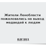 Жители Ленобласти пожаловались на выход медведей к людям
