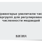 В Приангарье увеличили число опергрупп для регулирования численности медведей
