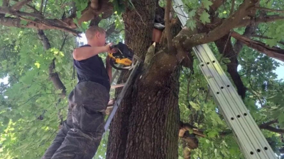 Мужчина провалился в дупло клена и просидел там больше суток 17/07/2026 – Новости