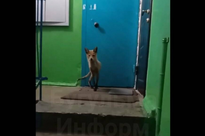 Куда делась раненая лиса, забежавшая в дом в Бугульме, рассказали в исполкоме